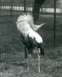 En Maguari-stork fremfører opp-ned-visningen, London Zoo, juli 1925