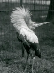 En Maguari-stork fremfører opp-ned-visningen, London Zoo, juli 1925