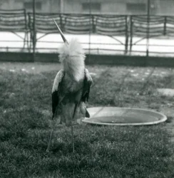 En maguaristork som utfører opp-og-ned-visningen mens den står på gress ved siden av et lite betengbasseng, London Zoo, juli 1925