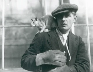 En madagassisk kjemperotte sitter på skulderen til dyrepasseren sin, London Zoo, 1924