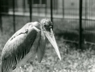 En Marabou-stork stående i innhegningen i London Zoo i september 1928