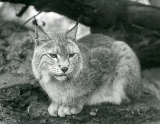 En nordlig gaupe som sitter på en stein, London Zoo, oktober 1925