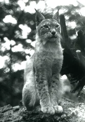 En nordlig gaupe som sitter oppe i London Zoo, juli 1925