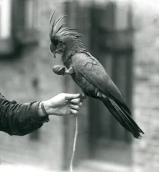 En palmekakadue som griper rundt en dyrepassers finger med den ene foten og holder en eggformet godbit i den andre, London Zoo, september 1927