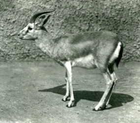 En persisk gaselle i London Zoo i juni 1925
