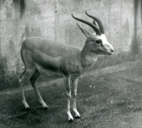 En persisk, strumagaselle eller svarthalet gaselle i London Zoo, august 1927