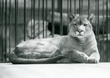 En PumaCougar Mountain Lion liggende i innhegningen i London Zoo i juni 1925