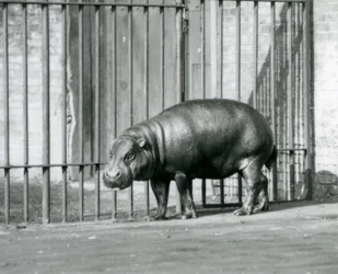 En pygméflodhest ved London Zoo i 1927