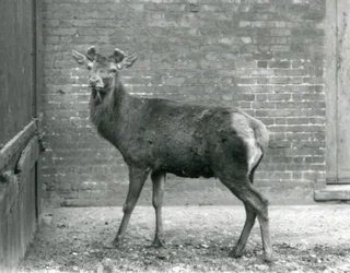 En kronhjort med voksende gevir, London Zoo, august 1928