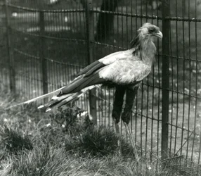 En sekretærfugl i London Zoo i september 1923