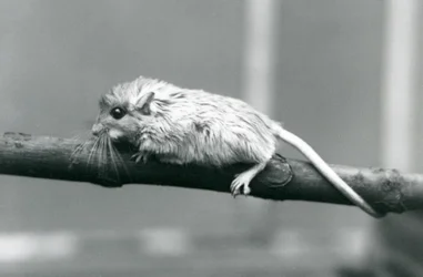 En Shaws Jird klatrer langs en gren ved London Zoo i 1927.