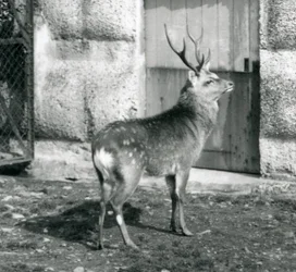 En SikaJapaneseSpotted Stag stående i innhegningen hans, i London Zoo, august 1927