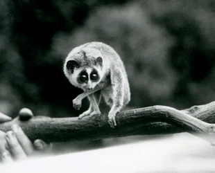 En slank Loris ser ned fra en gren som holdes i en keepers hender, London Zoo, august 1926