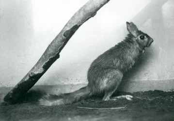 En sørafrikansk SpringhareCape Jumping Hare sitter under en gren i innhegningen, London Zoo, desember 1925