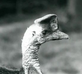En sørlig kasuar ved London Zoo, juni 1925