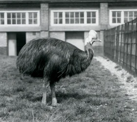 En sørlig kasuar ved London Zoo i juni 1925