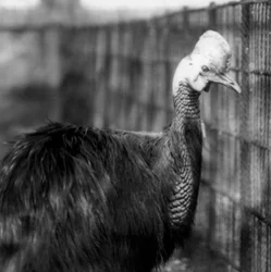 En sørlig kasuar ved London Zoo i juni 1925