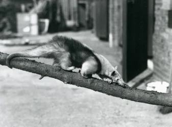 En Southern Tamandua / Collared anteater / Lesser anteater, går langs en gren i London Zoo