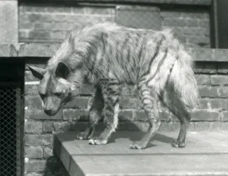 En stripete hyaena stående på en plattform i innhegningen i London Zoo, juni 1925