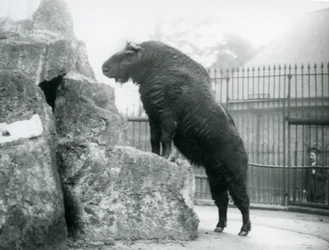 En Takin, også kjent som en storfegems eller Gnu-geit, som står oppreist med forbena hvilende på en stein, London Zoo