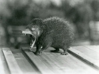 En Tenrec med åpen munn, som viser sitt brede gap og skarpe tenner, London Zoo