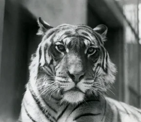En tiger i London Zoo i juli 1924