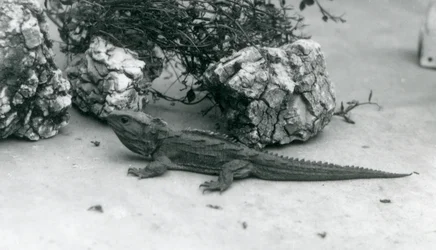 En Tuatara i London Zoo i 1927