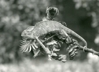 En hjelmkameleon eller jemenkameleon holder seg fast i enden av en løvrik gren med gripehalen, London Zoo, juni 1924