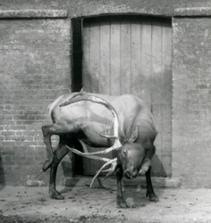 En WapitiElk-hjort som sto i innhegningen hans i London Zoo i september 1927