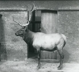 En WapitiElk-hjort som sto i innhegningen hans i London Zoo i september 1927