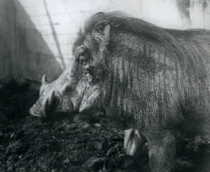 Et vortesvin som står i gjørme, London Zoo, 1927