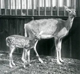 En hunn av hvithalehjort fra Virginia med kalven sin i London Zoo i august 1927