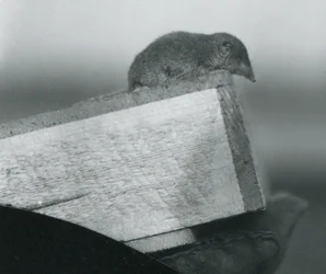En hvittannet spissmus ser ned over kanten av en trekasse, holdt av en hanskebeskyttet hånd, London Zoo, april 1917