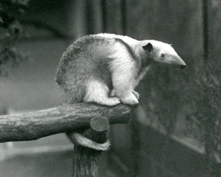 En ung nordlig tamandua sitter ytterst på en gren og holder seg fast med gripehalen, London Zoo, 24. april 1925