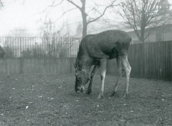En elgokse står i innhegningen sin og strekker seg ned mot gresset, London Zoo, januar 1926