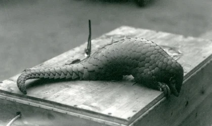 En kritisk truet kinesisk Pangolin ser ned over kanten av trekassen den sitter på, London Zoo, juli 1925