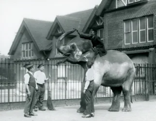 En dekorert indisk elefant, med tre voktere og trener, utenfor Elephant House i London Zoo i 1927