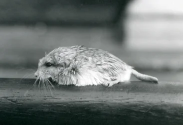 En fetthalemus eller duprasi, London Zoo, juli 1925
