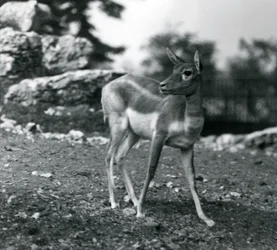 En kvinnelig svartbukk i London Zoo i 1924