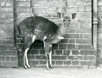 En kvinnelig Cape BushbuckImbabala stående mot en vegg i London Zoo i oktober 1927.
