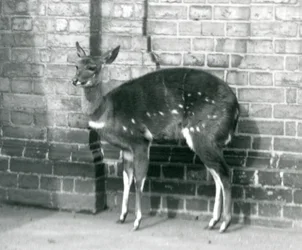 En kvinnelig ImbabalaCape Bushbuck stående mot en vegg i London Zoo, 6. oktober 1927