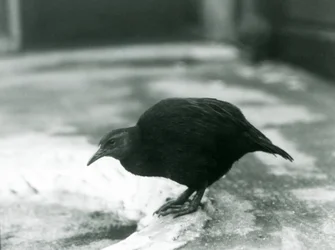 En flyløs WekaMaori-høne Woodhen i London Zoo i 1927