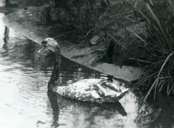 En hybridsvane, knoppsvane x svartsvane, svømmende i en dam i London Zoo i 1927