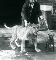 En vokter som tar en hund og en ung løve på tur, London Zoo, august 1925 (s/hvitt-bilde)