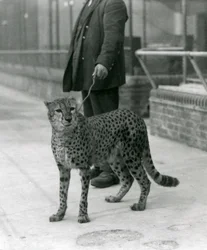 En keeper med en gepard i ledningen, London Zoo