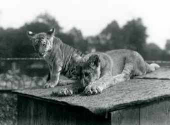 En løve og tigerunge sitter sammen på taket av hiet deres, London Zoo, september 1925 (s/hvitt-bilde)