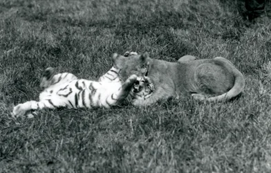 En løve- og tigerunge bryter på gresset, London Zoo, september 1925 (s/hvitt-bilde)