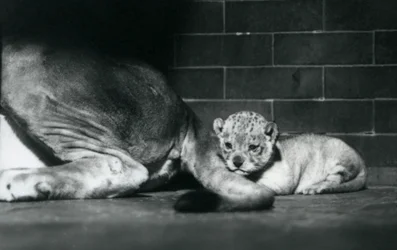 En løveunge legger seg bak halen til moren sin, London Zoo, oktober 1925