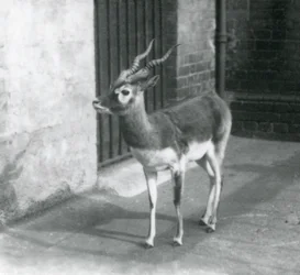 En hannlig blackbuck som står i innhegningen sin i London Zoo i juni 1925
