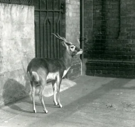 En hannlig blackbuck som står i innhegningen sin i London Zoo i juni 1925